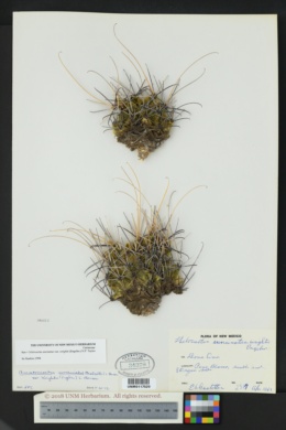 Sclerocactus uncinatus var. wrightii image