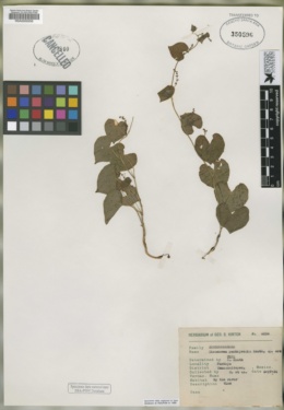 Image of Dioscorea pantojensis