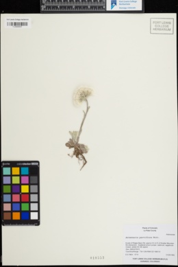 Antennaria parviflora image