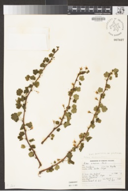 Ribes divaricatum var. pubiflorum image