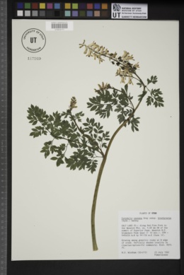 Corydalis caseana subsp. brachycarpa image
