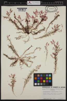 Gloiosiphonia verticillaris image