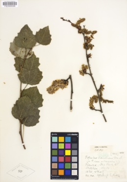Image of Populus canescens
