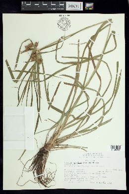 Cyperus megalanthus image
