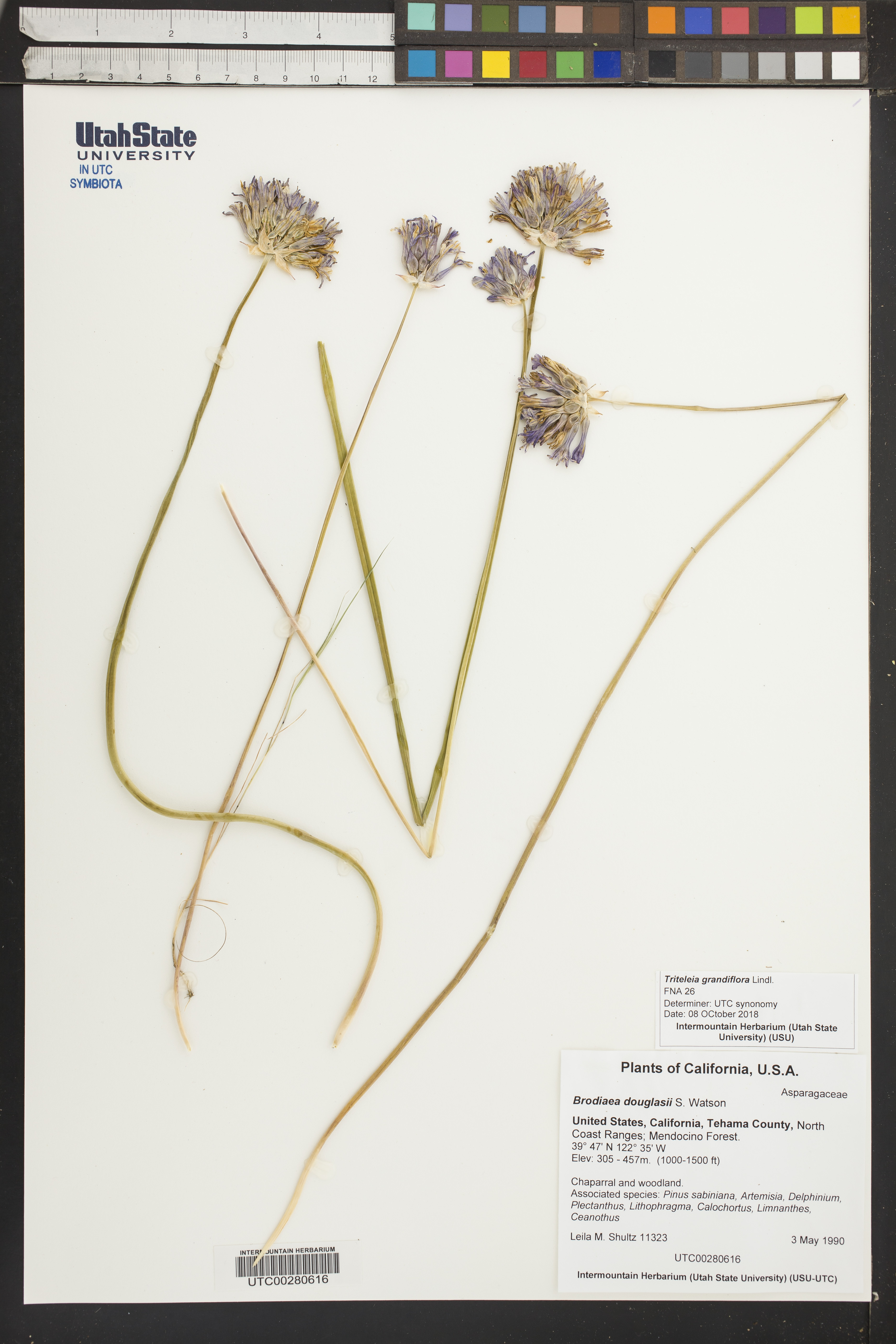 Image of Triteleia grandiflora