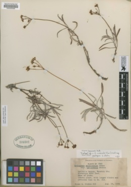 Eriogonum nudicaule subsp. parleyense image