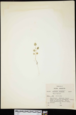 Image of Hibiscus biseptus