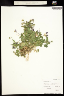 Image of Viola biflora