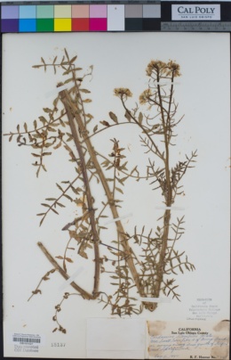 Image of Nasturtium gambelii