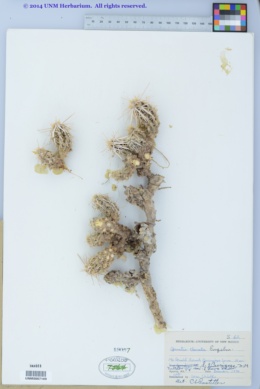 Corynopuntia clavata image