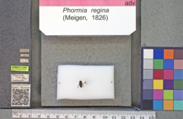 Phormia regina image