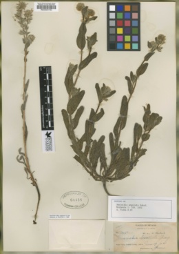 Amsinckia angulata image