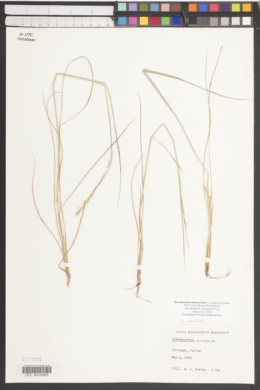 Brachypodium phoenicoides image