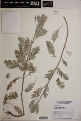 Gonospermum ptarmiciflorum image
