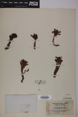 Orobanche californica var. corymbosa image