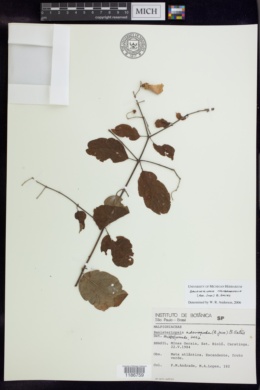 Image of Banisteriopsis membranifolia