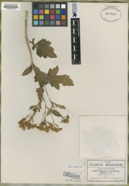 Parthenium lozanoanum image