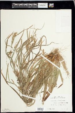 Carex haleana image