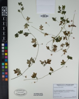Nemophila parviflora image