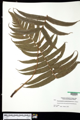 Image of Cyclosorus sandwicensis