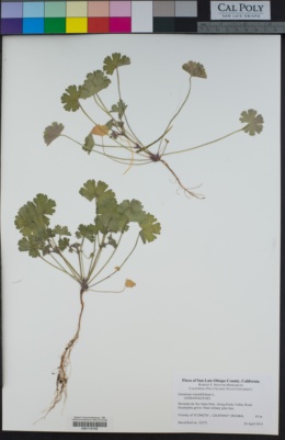 Geranium rotundifolium image