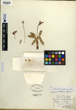 Image of Primula brodheadiae