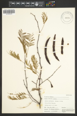Acacia cymbispina image
