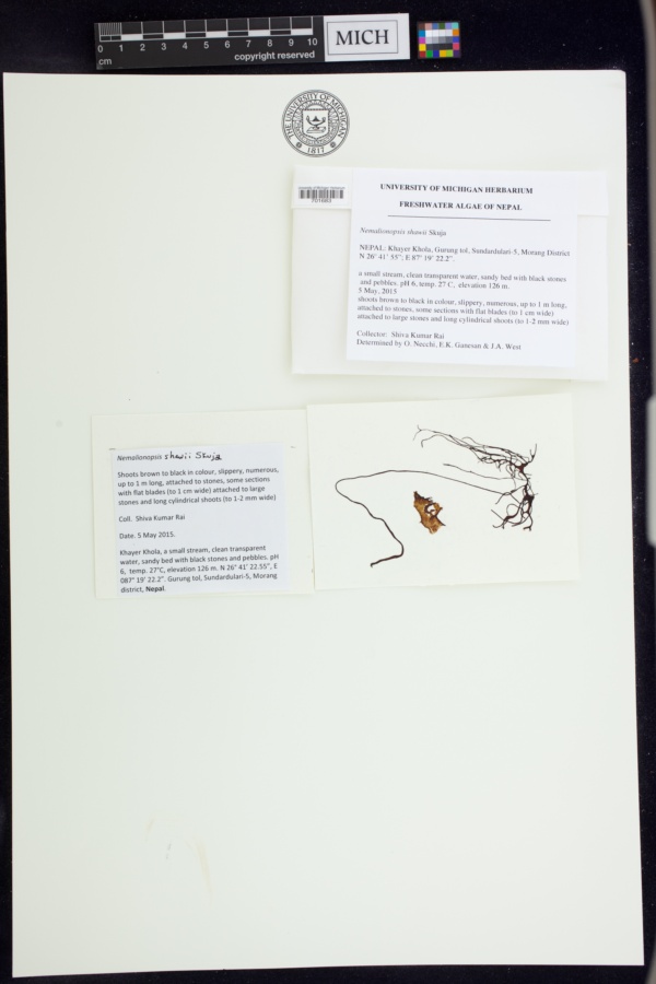 Nemalionopsis shawii image