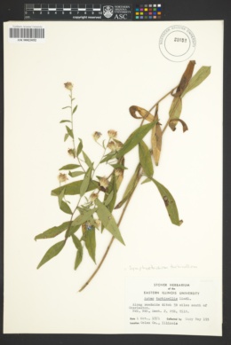 Image of Symphyotrichum turbinellum