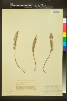 Pellaea brachyptera image