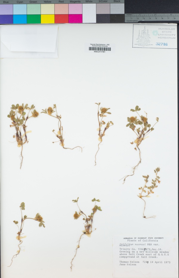 Trifolium macraei var. macraei image