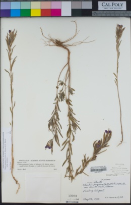 Clarkia purpurea subsp. purpurea image
