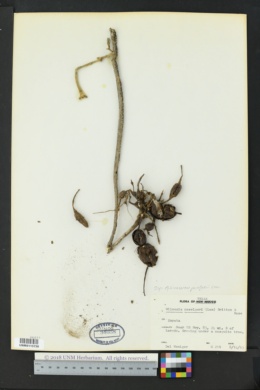 Echinocereus poselgeri image