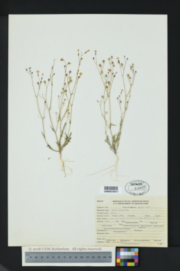 Gilia arenaria image