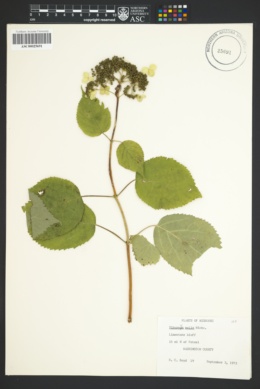 Viburnum molle image
