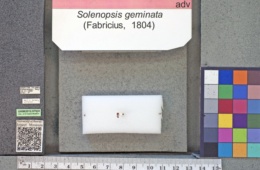 Solenopsis geminata image