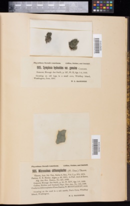 Coleofasciculus chthonoplastes image