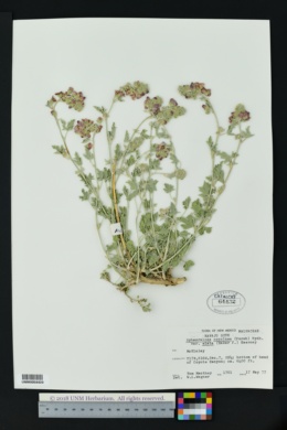 Sphaeralcea coccinea subsp. elata image