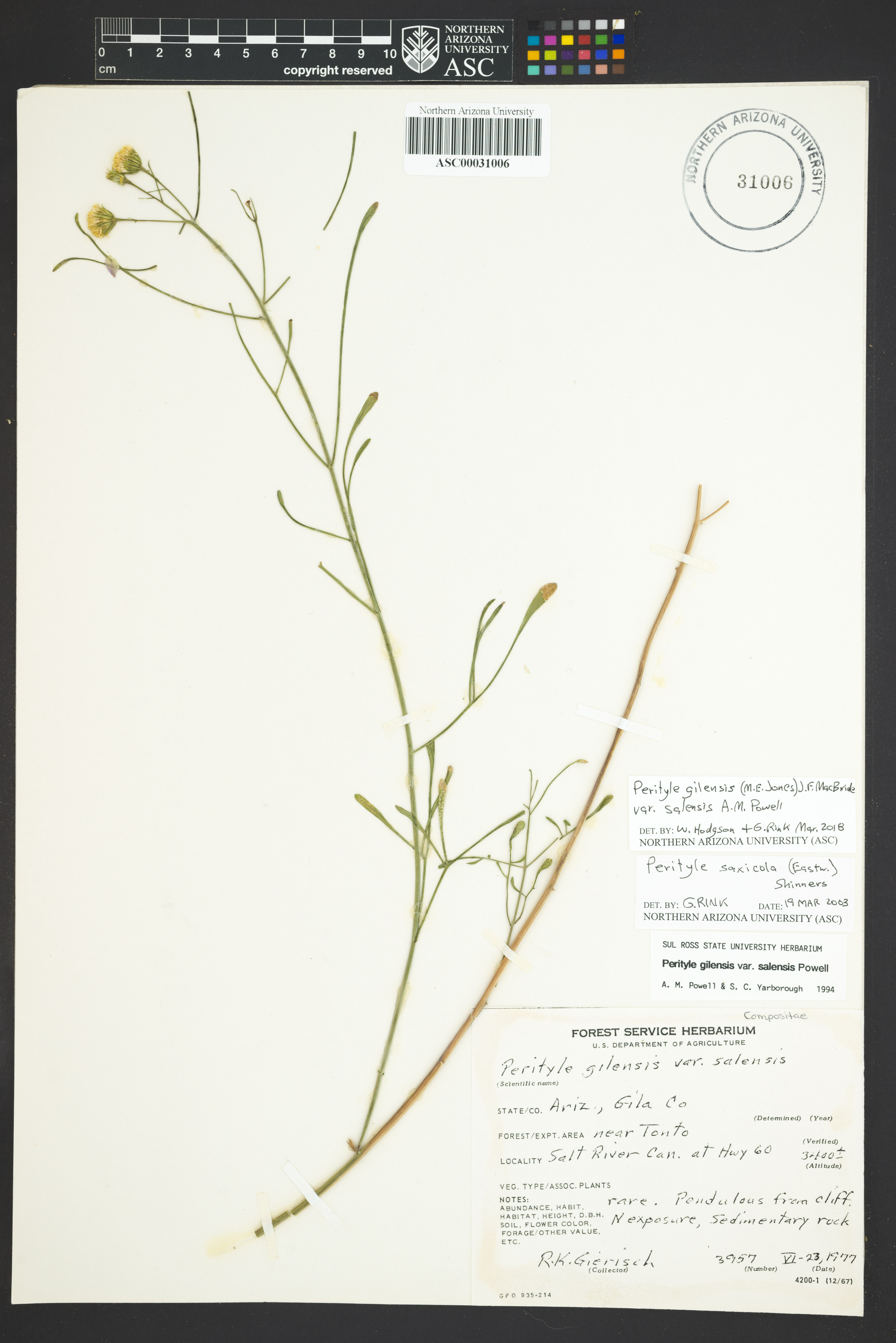 Perityle gilensis var. salensis image