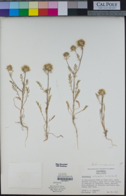 Navarretia cotulifolia image