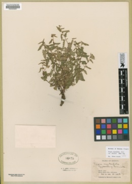 Tragia nepetifolia var. dissecta image