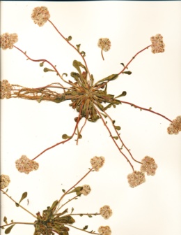 Calyptridium monospermum image