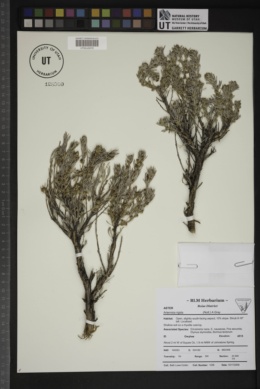 Artemisia rigida image