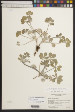 Pediomelum californicum image