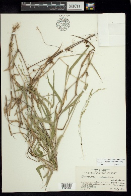 Acroceras zizanioides image