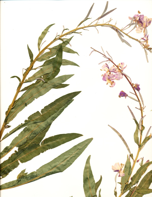 Chamerion angustifolium subsp. circumvagum image