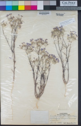 Eriastrum pluriflorum subsp. pluriflorum image