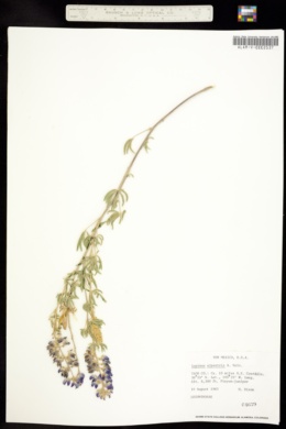 Image of Lupinus alpestris