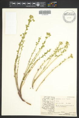 Euphorbia schizoloba image