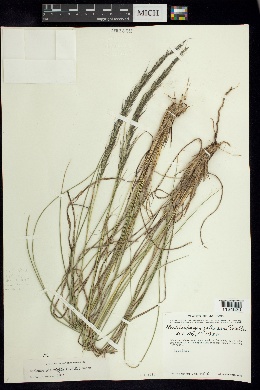 Muhlenbergia jaliscana image